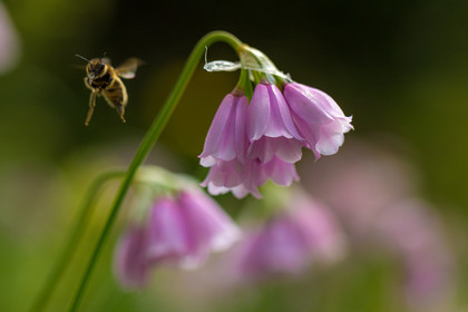 Ail à fleur de narcisse,, abeille