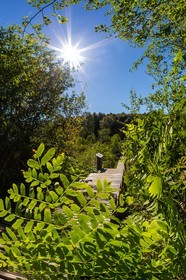 ENS de l'Isère, Tourbière des Planchettes, Osmonde royale (Osmunda regalis)