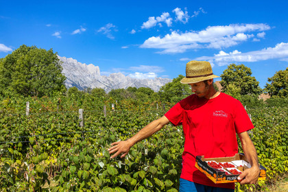 Ecrins de fruits, producteur de fruits rouges