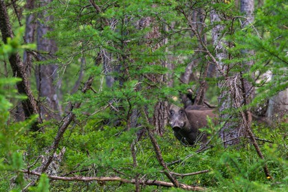 Bois du Chapitre, sanglier