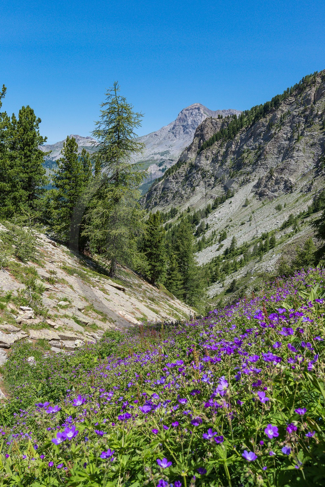 Ubaye, Vallon du Laverq, géranium des bois, Geranium sylvaticum