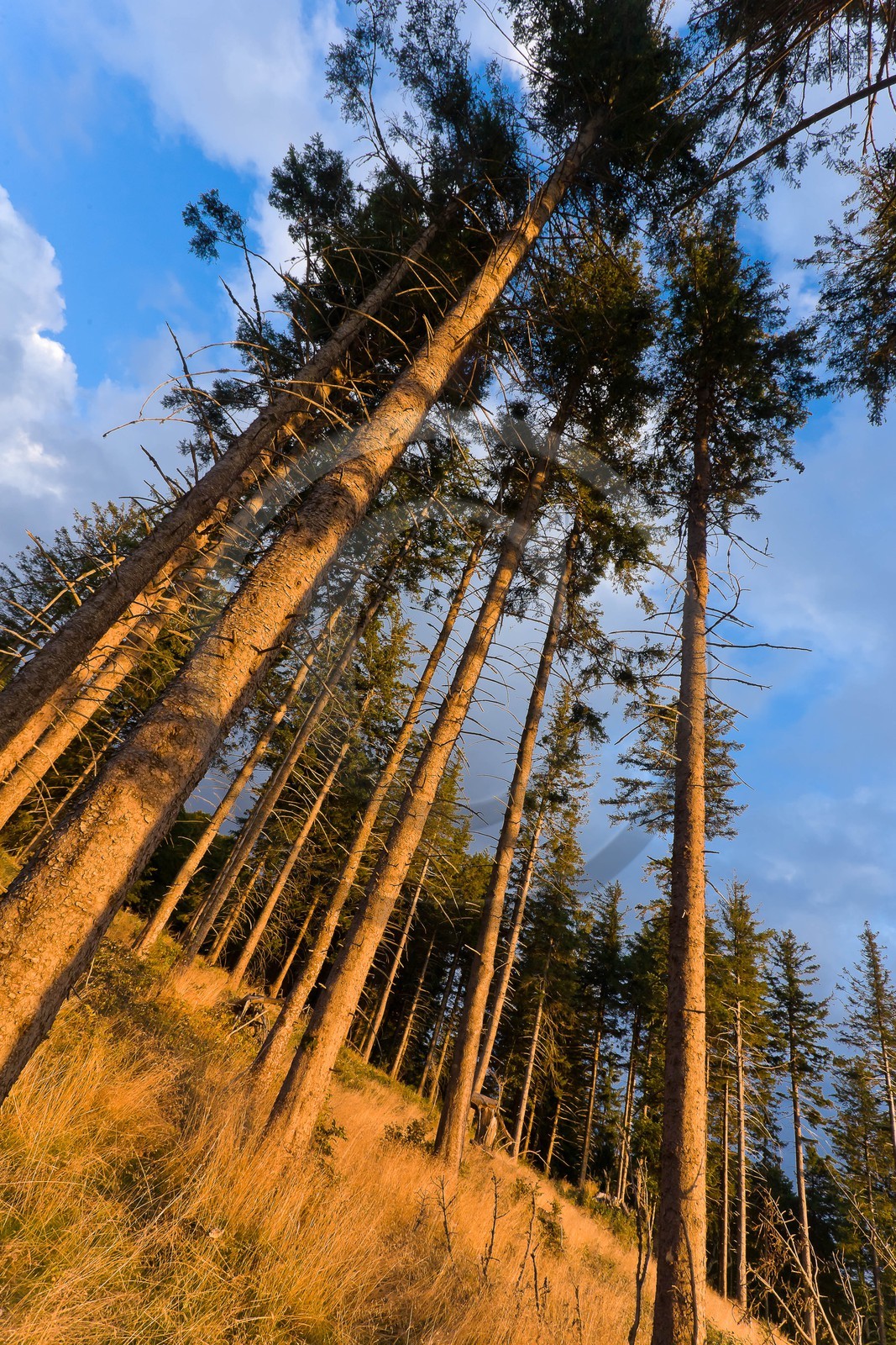 Parc national des Cévennes, forêt du Mont Aigoual