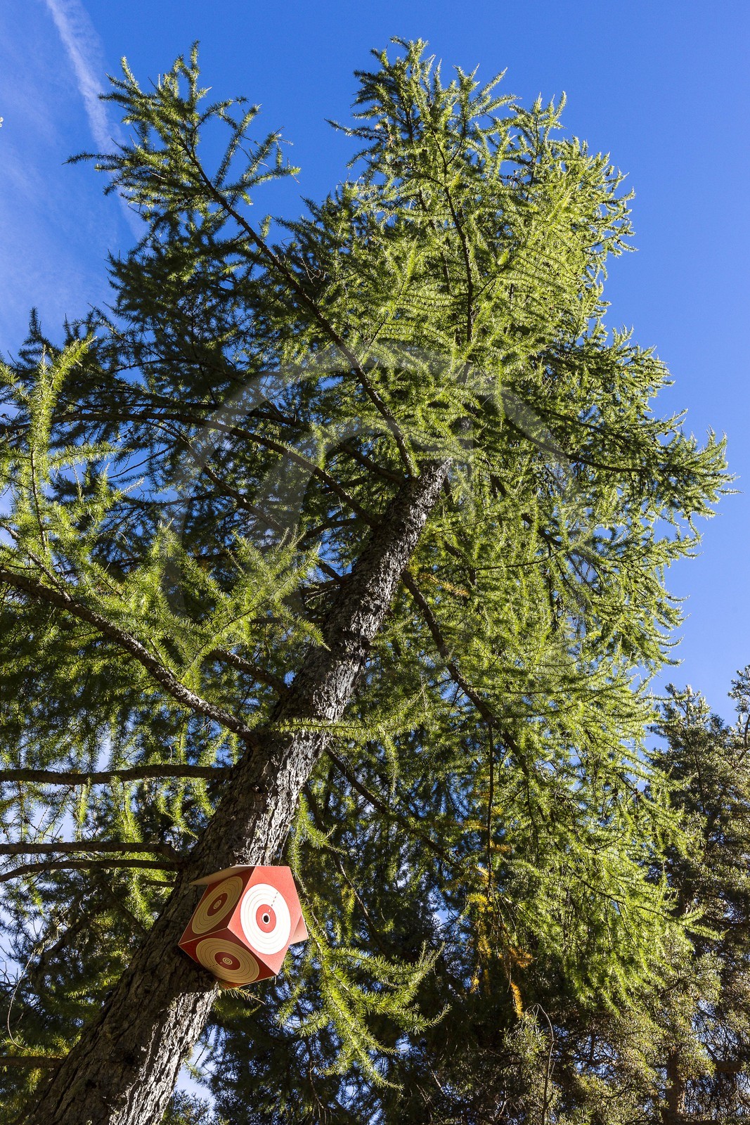 Arboretum de Roure, l'art et l'arbre, Michèle Kleijnen, Peintre Plasticienne
