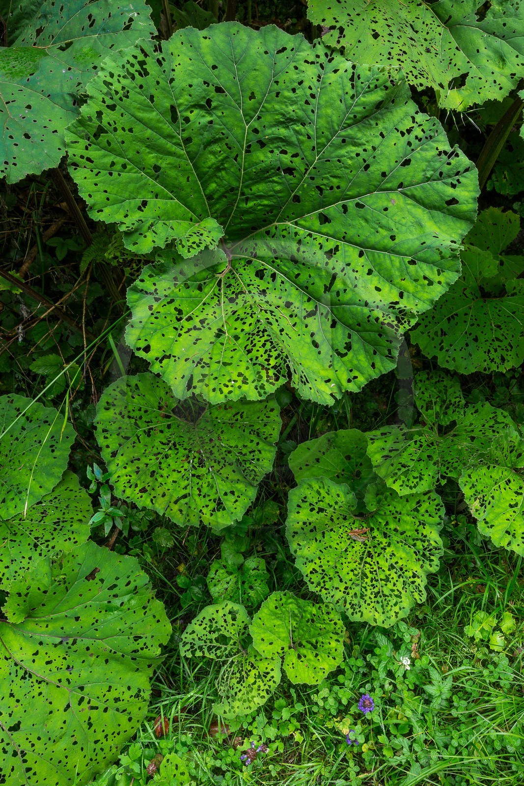 ENS de l'Isère, Les Ecouges, Grands pétasites - Petasites hybridus