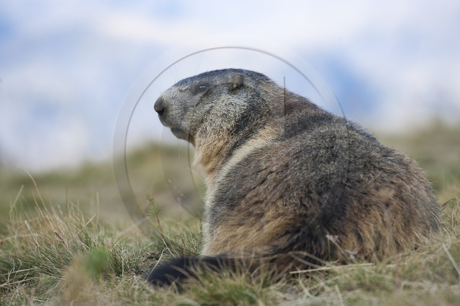 Marmotte des Alpes ( Marmota marmota )