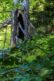 Bois du Chapitre, forêt domaniale de Gap-Chaudun
