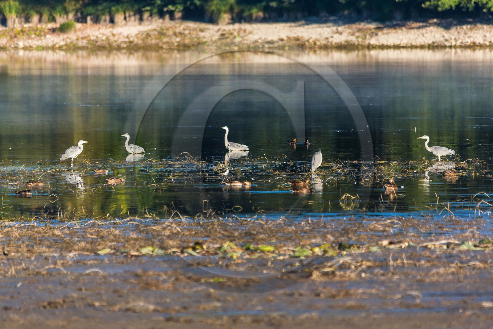 ENS de l'Isère, étang de Montjoux