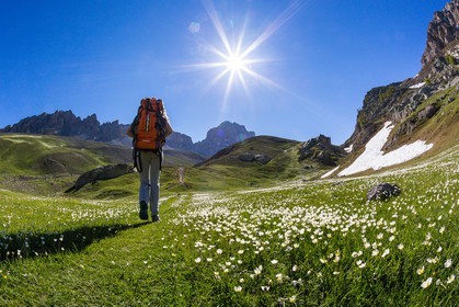 Vallon de l'Orrenaye, renoncule de kupfer, Ranunculus kuepferi