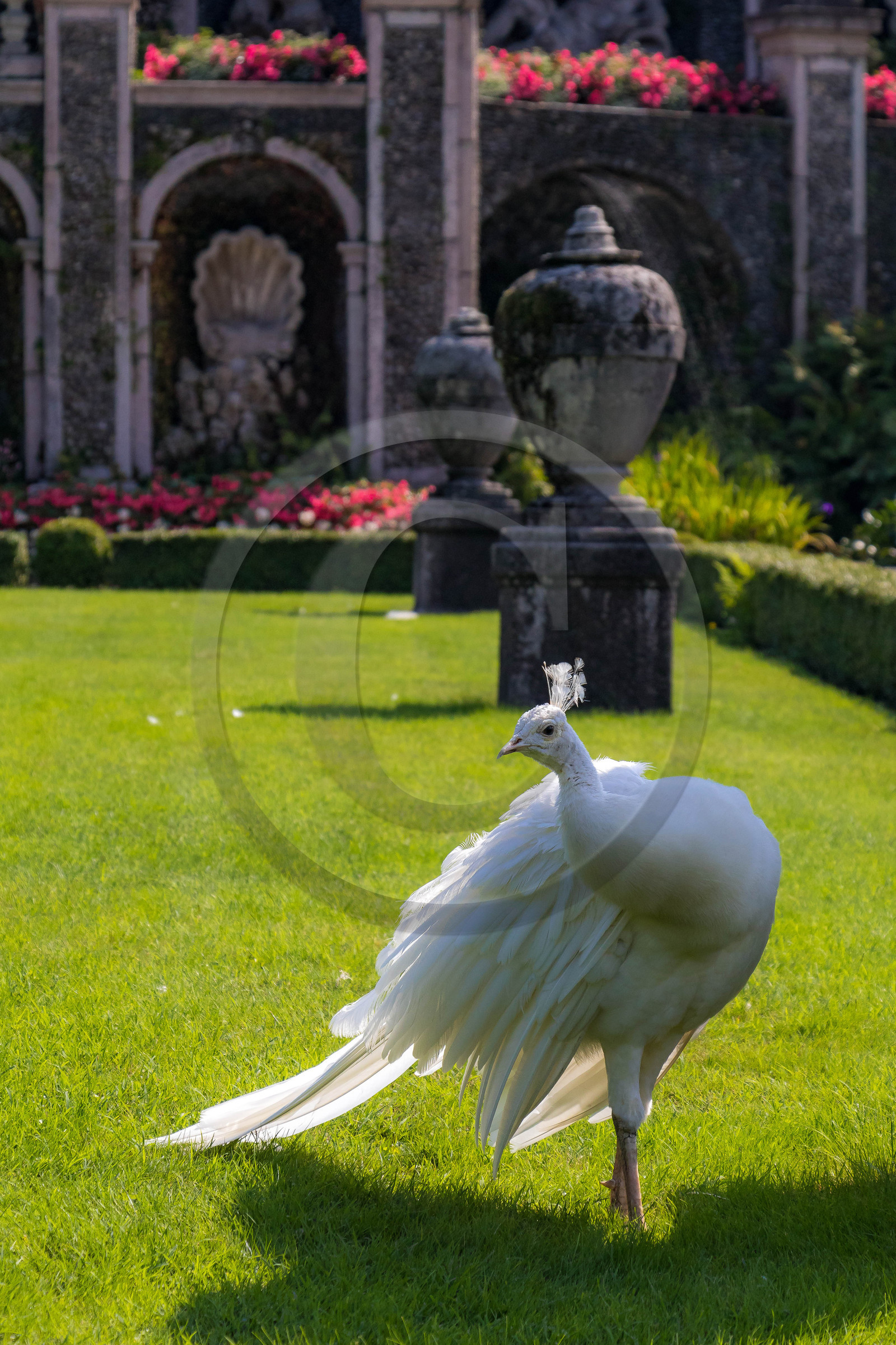 Lac Majeur, Isola Bella, paon blanc