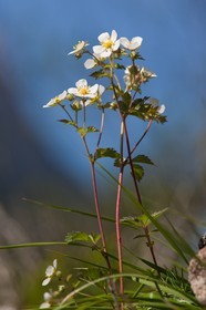 Potentille des rochers, Potentilla rupestris L
