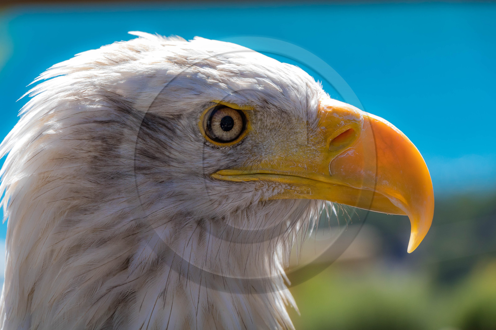 Parc animalier de Serre-Ponçon, Pygargue à tête blanche, Haliaeetus leucocephalus