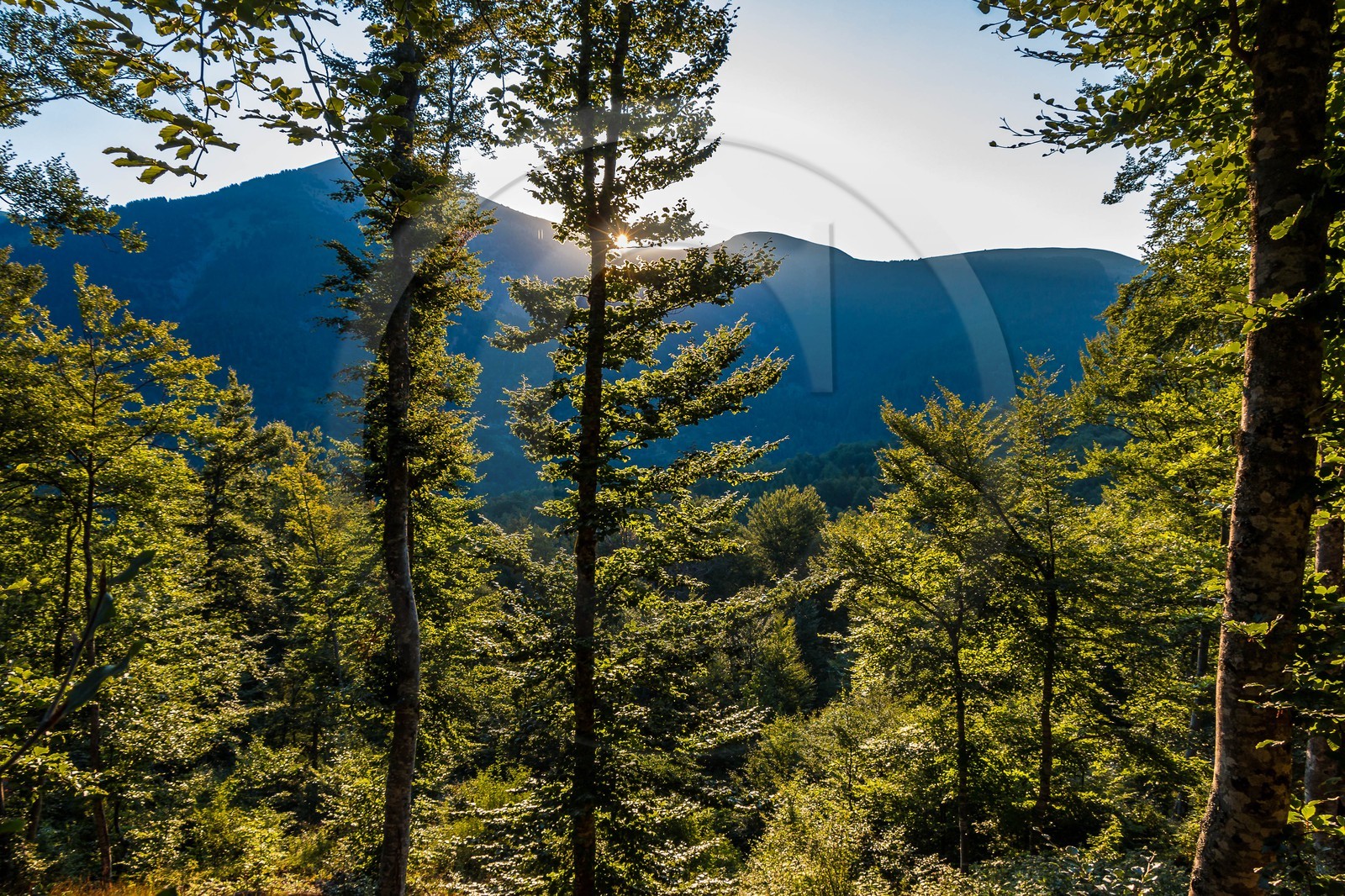 Les Monges, forêt domaniale des Monges