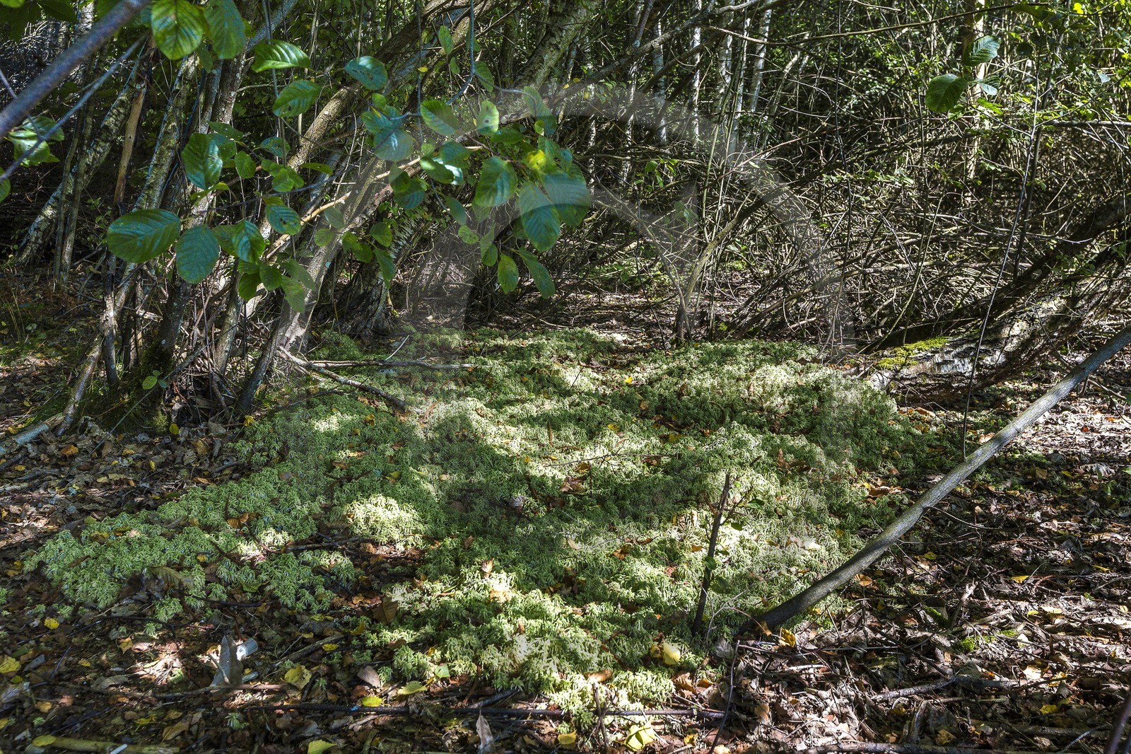 ENS de l'Isère, Etang des Béroudières