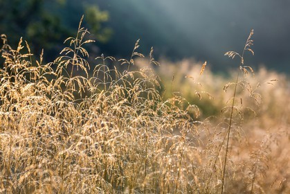 ENS de l'Isère,Tourbières du Peuil