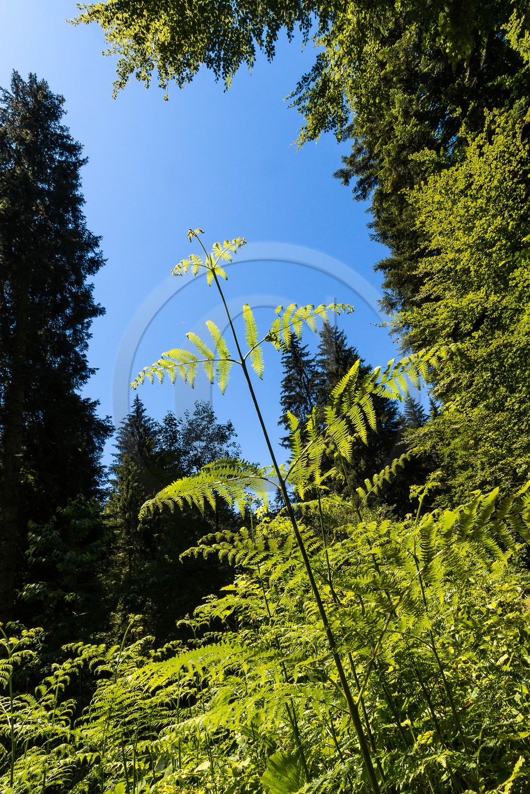 ENS de l'Isère, Les Ecouges