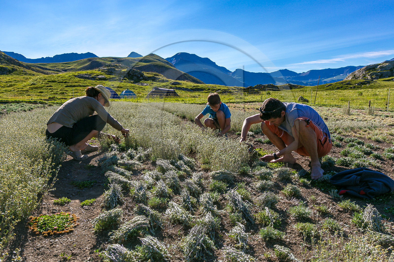 Bruno Gonnon, cultivateur de génépi bio