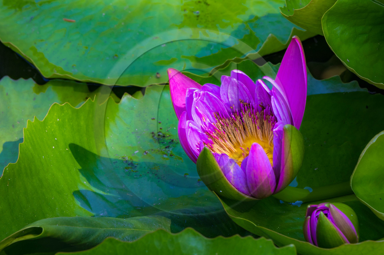 Lac Majeur, Isola Madre
