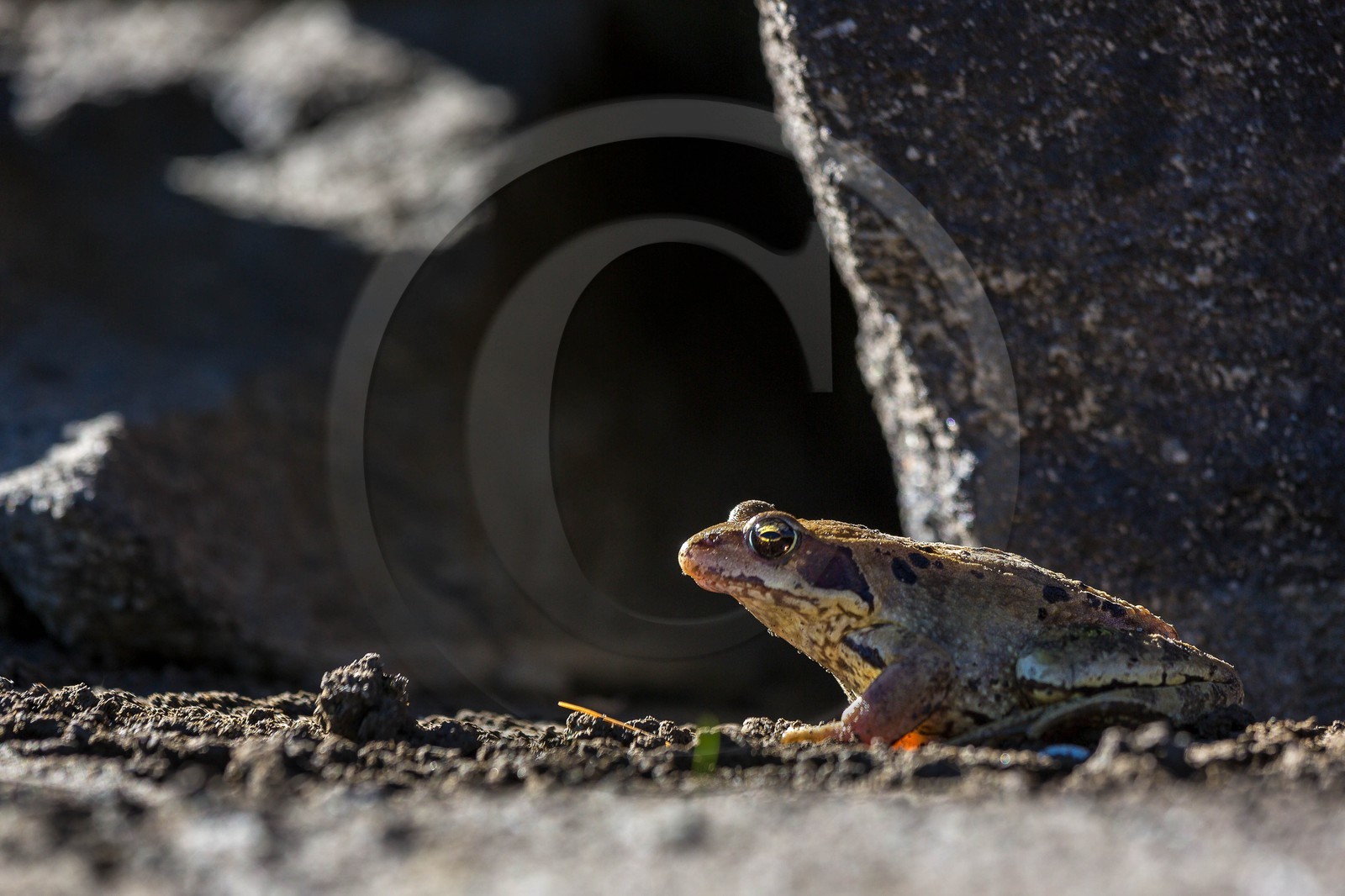 Vallon du Laverq, lac et tourbière Les Eaux-Tortes , grenouille rousse , Rana temporaria