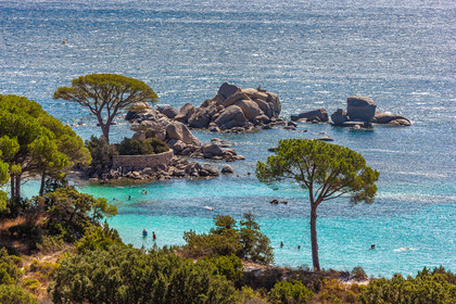 Porto-Vecchio, Palombaggia, pin parasol