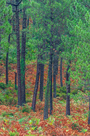Forêt de l'Ospedale, Pins laricio de Corse