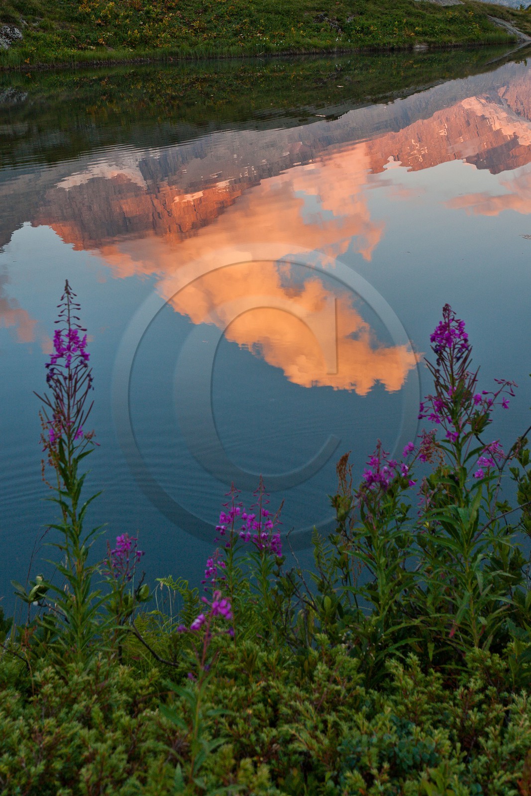 Épilobe en épi ou Laurier de Saint-Antoine (Chamerion angustifolium) au Lac du Lauzon