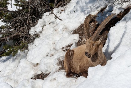 Bouquetin, ou bouquetin des Alpes (Capra ibex)