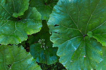 ENS de l'Isère, Les Ecouges, Grands pétasites - Petasites hybridus