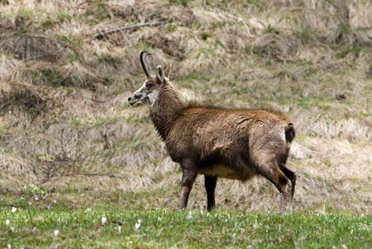 Chamois, Rupicapra rupicapra