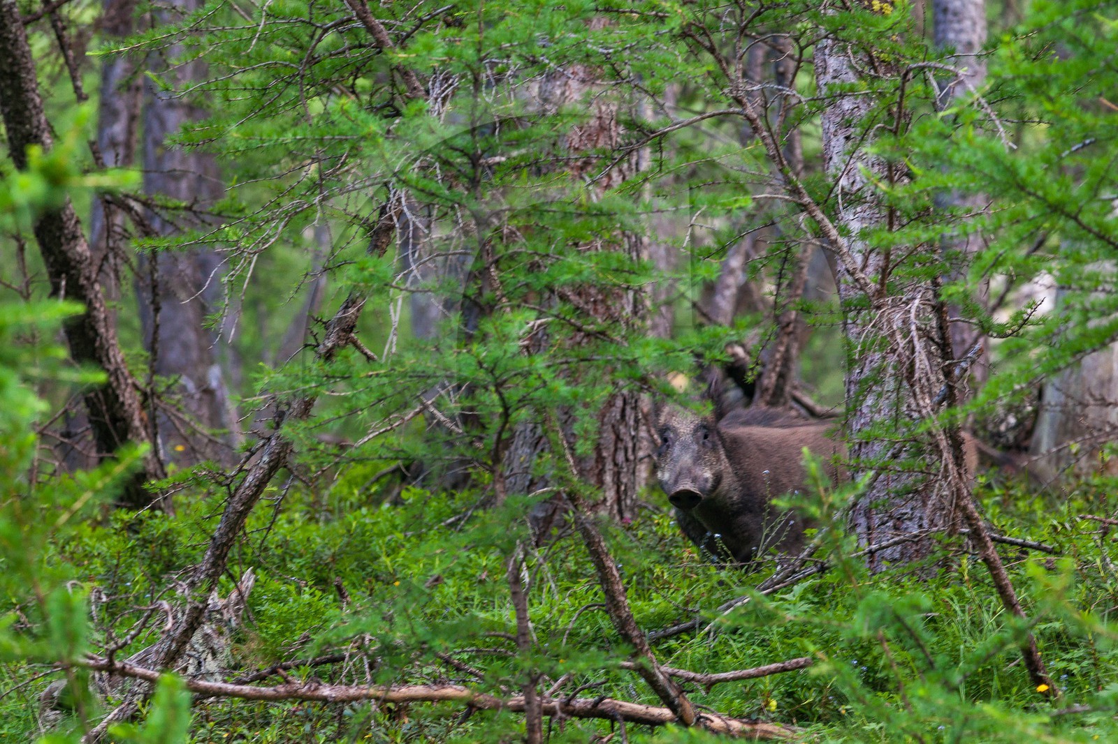 Bois du Chapitre, sanglier