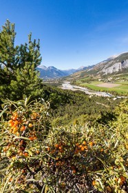 David Viveau agriculteur, producteur de baies d'argousier