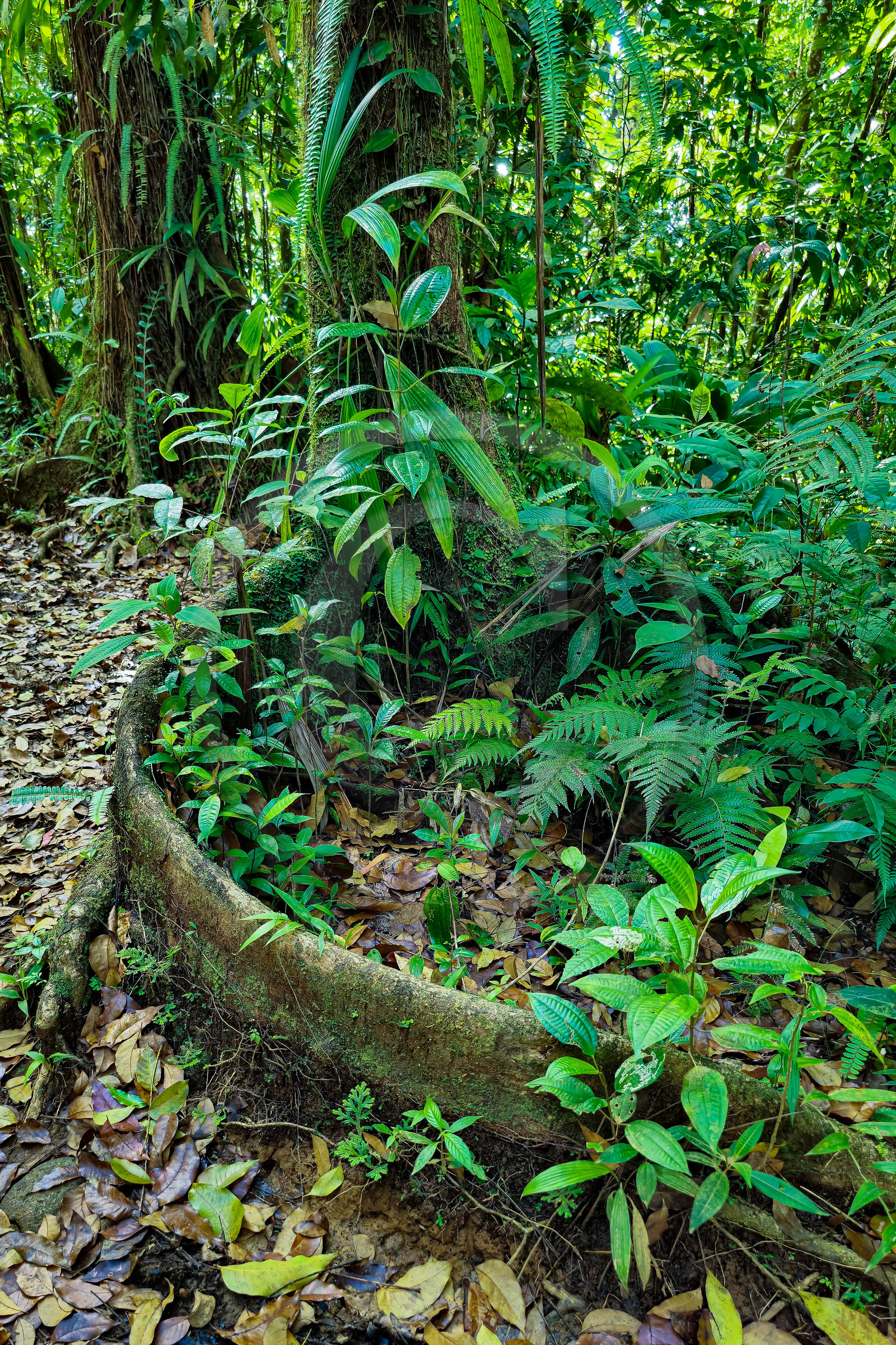 Forêt tropicale, Parc national de la Guadeloupe