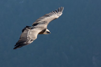 Vautour fauve, Gyps fulvus