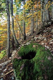 Bois du Chapitre