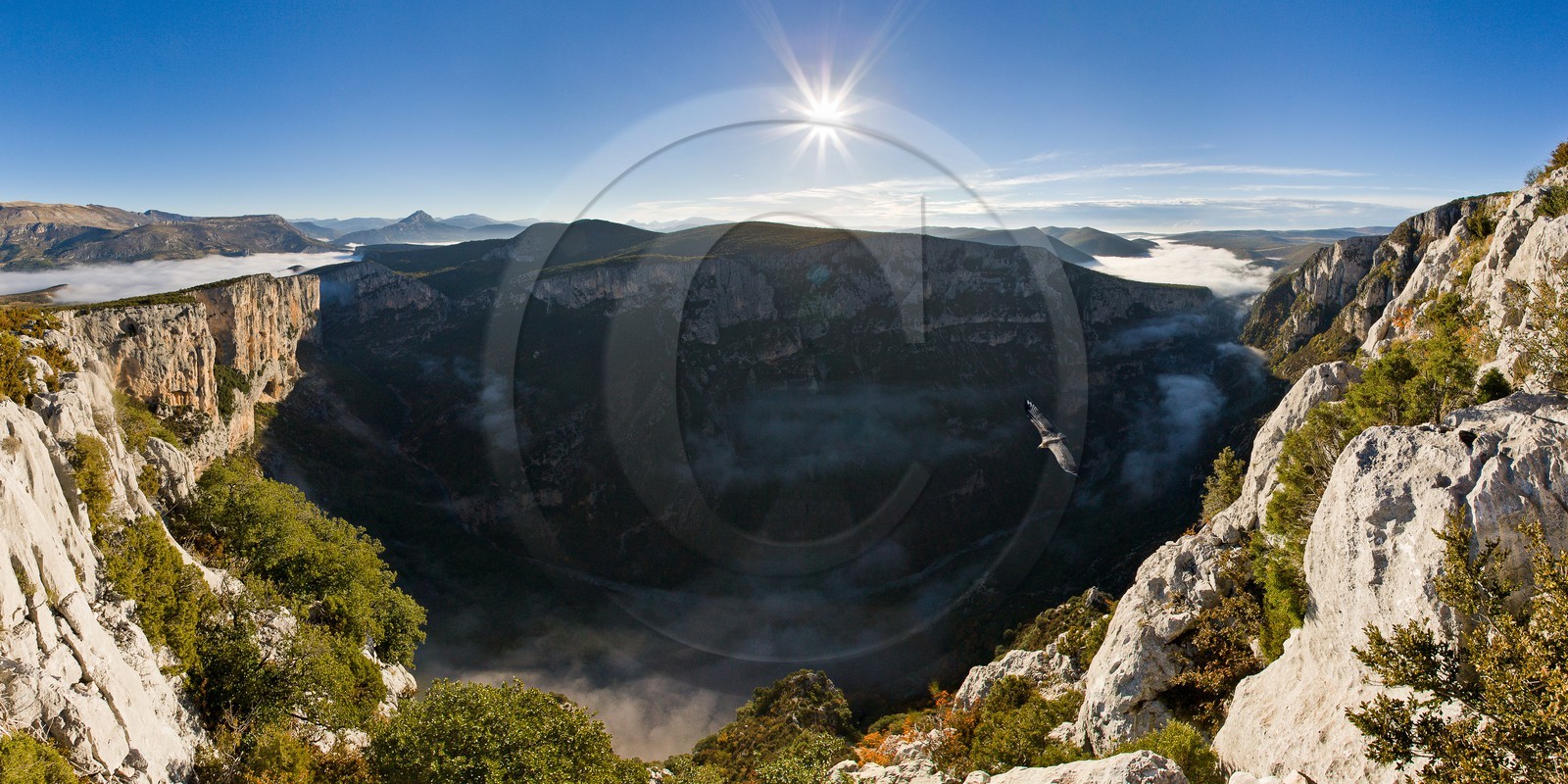 Parc Naturel Régional du Verdon, Gorges du Verdon,  vautour fauve au Belvédère de l'Escalès