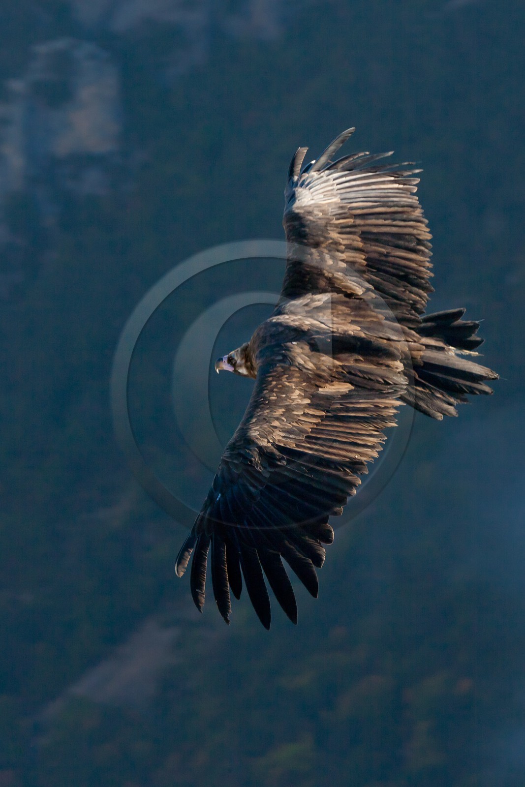 Vautour fauve, Gyps fulvus