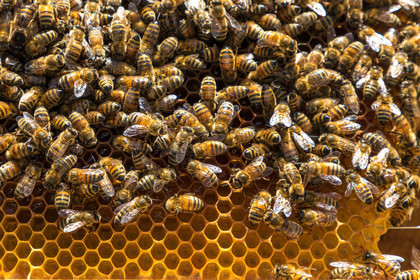 Margaux and Didier Pissard, beekeepers