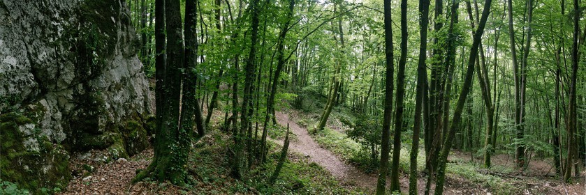 Réserve naturelle du Roc de Chère, forêt