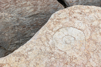 Ammonites aux Oucanes de Chabrières