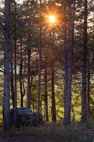Forêt du Sapet