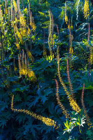 Les jardins de l'eau du Pré Curieux