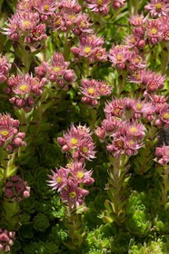 Joubarbe de montagne, Sempervivum montanum