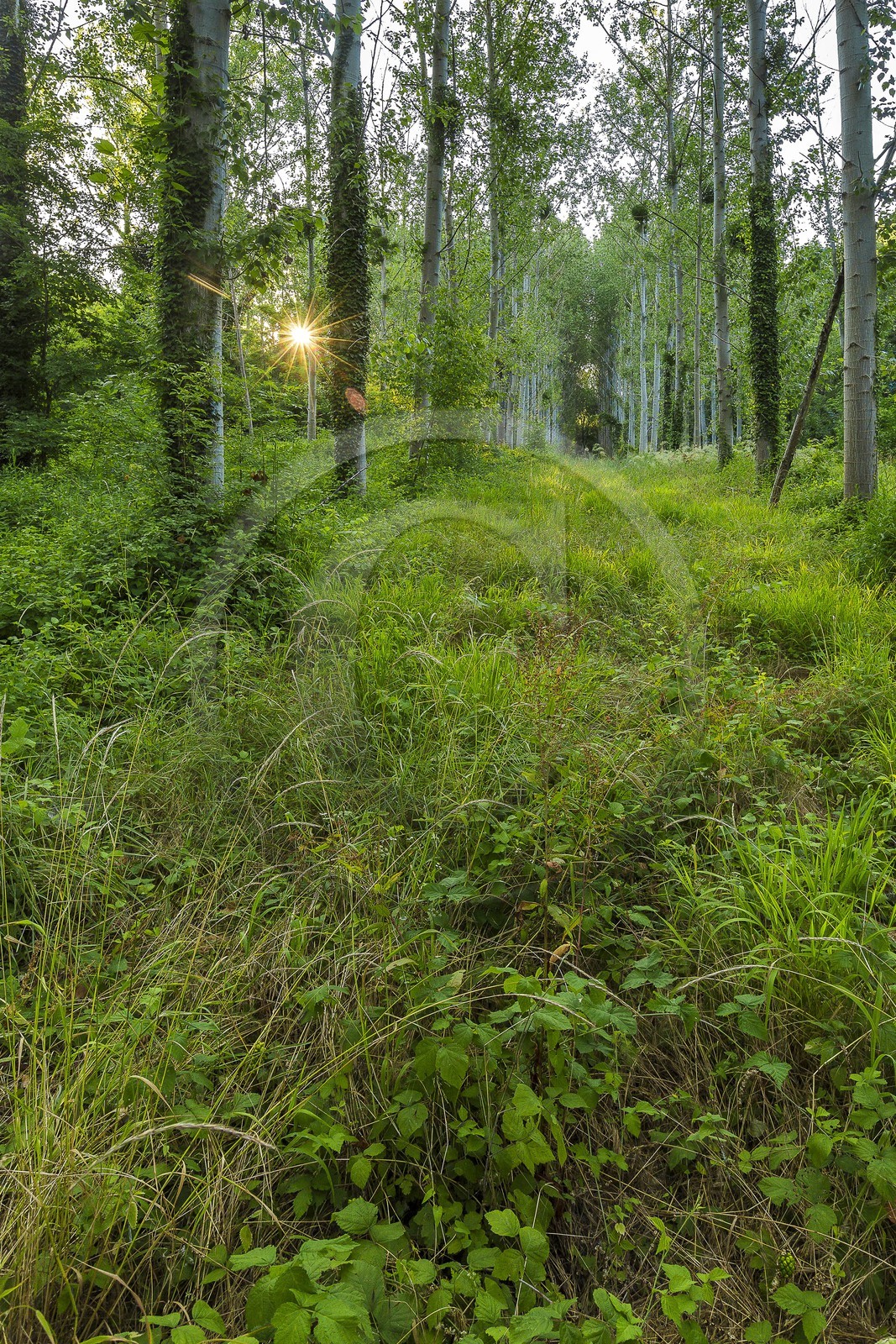 ENS de l'Isère, , le méandre des Oves
