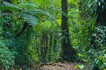 Forêt tropicale, Parc national de la Guadeloupe