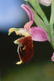 Ophrys
