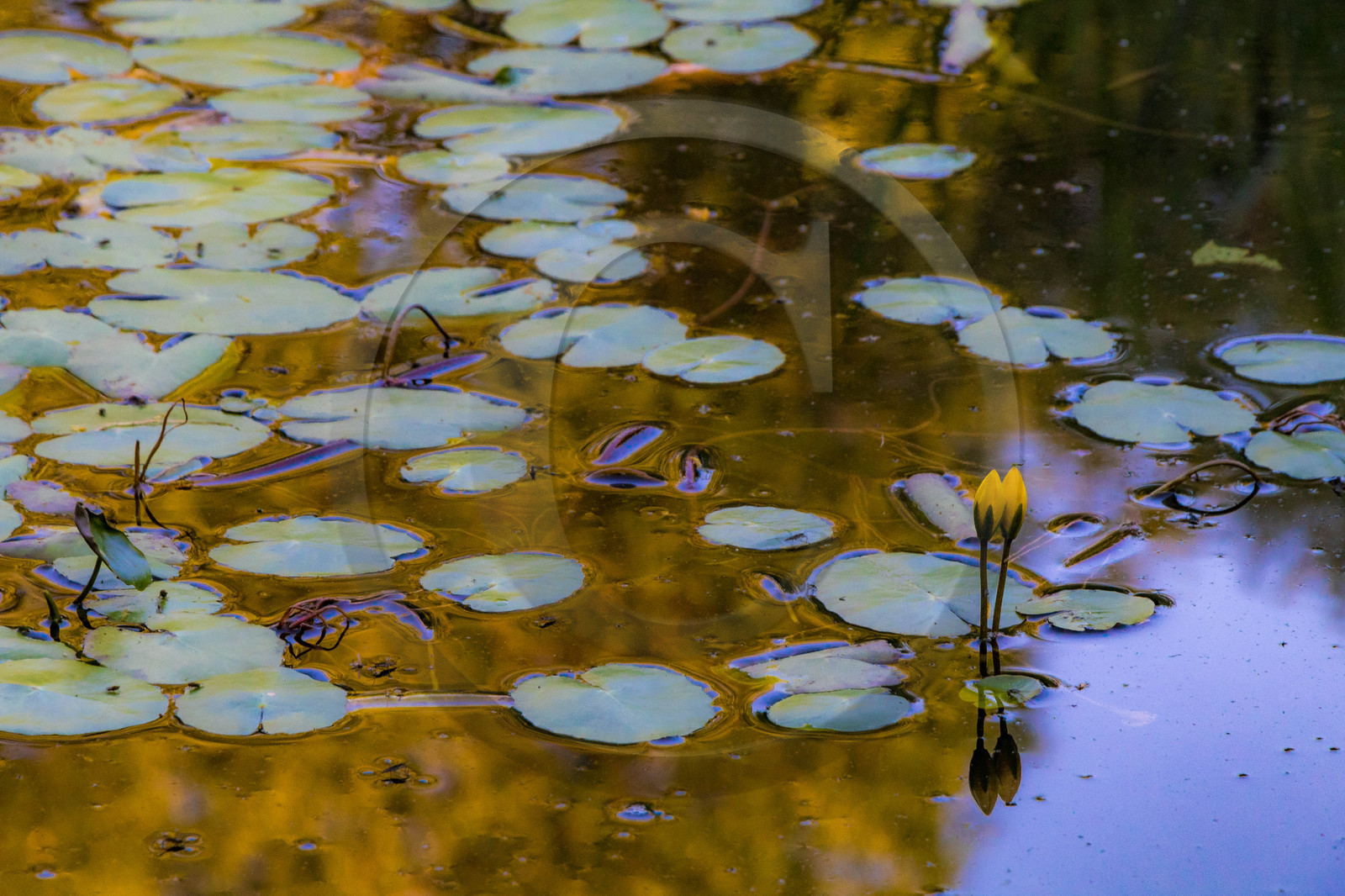 Les jardins de l'eau du Pré Curieux