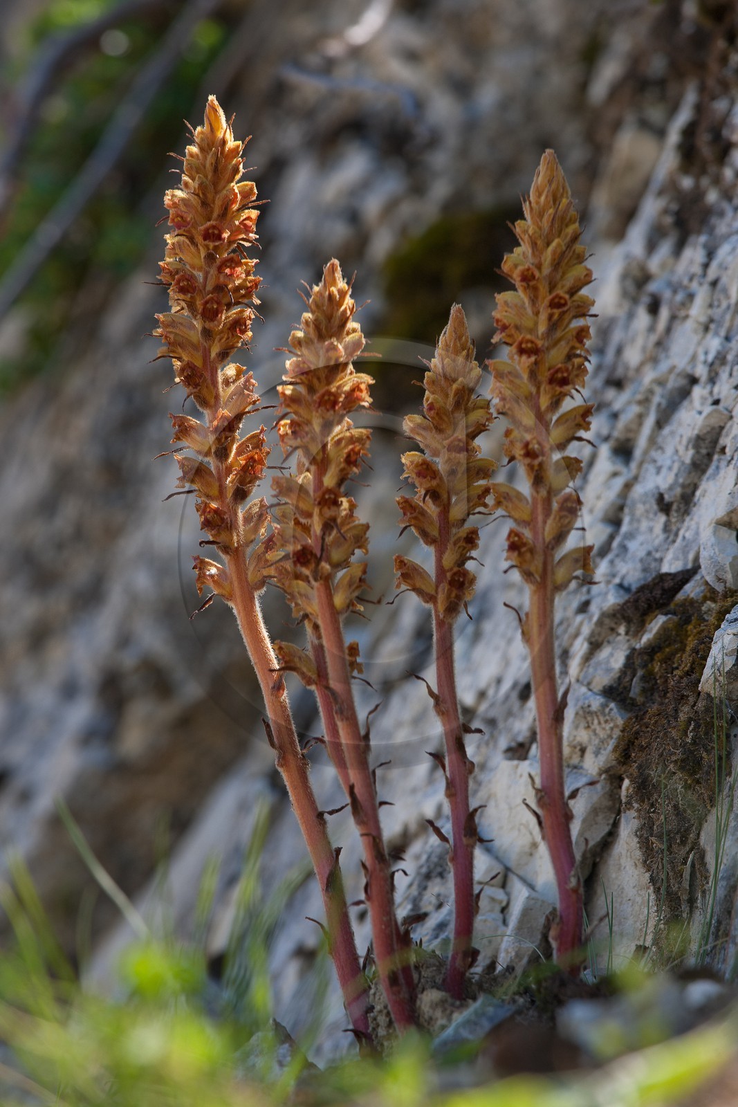 Orobanche du sermontain, Orobanche laserpitii-sileris