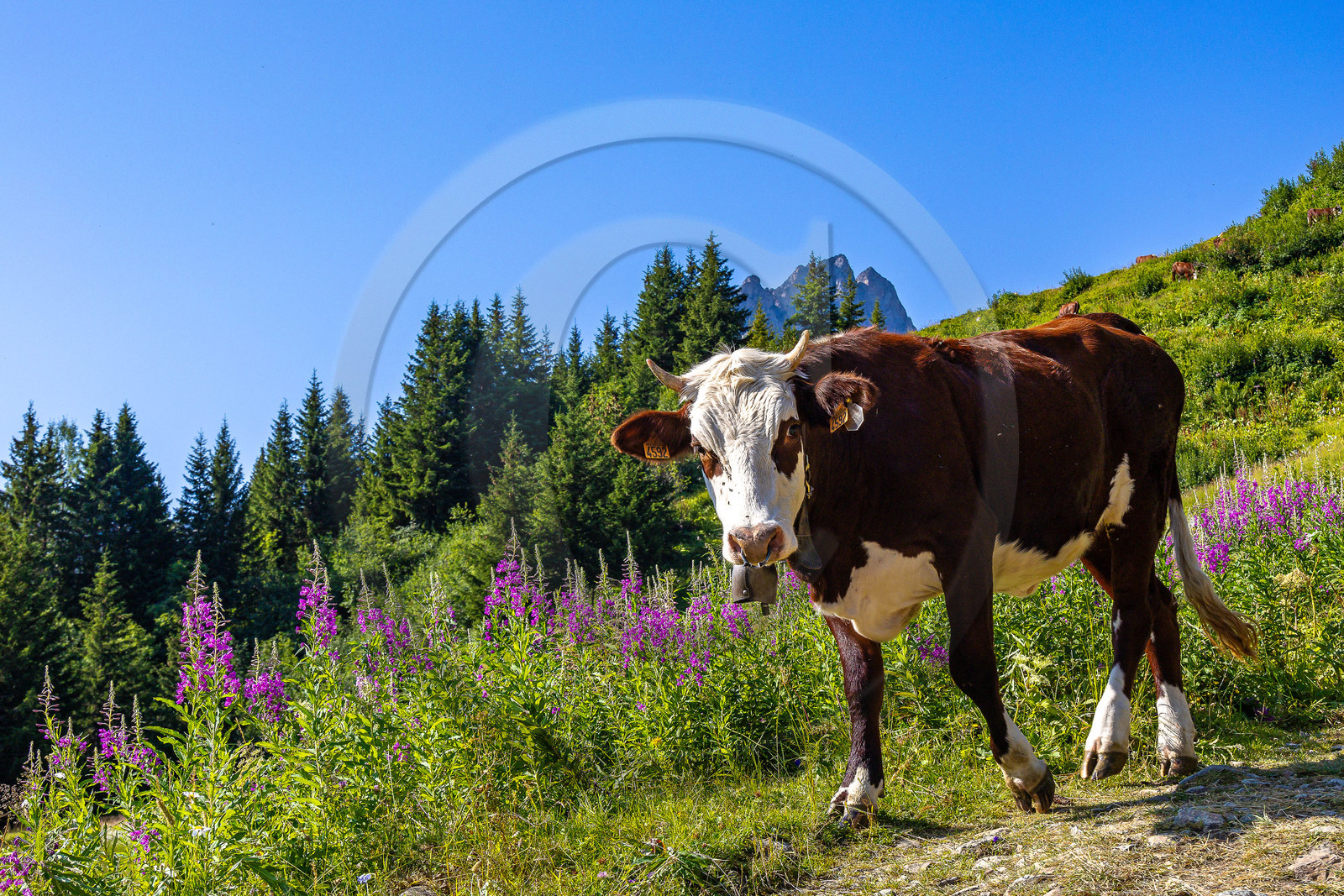 Réserve Naturelle des Contamines-Montjoie
