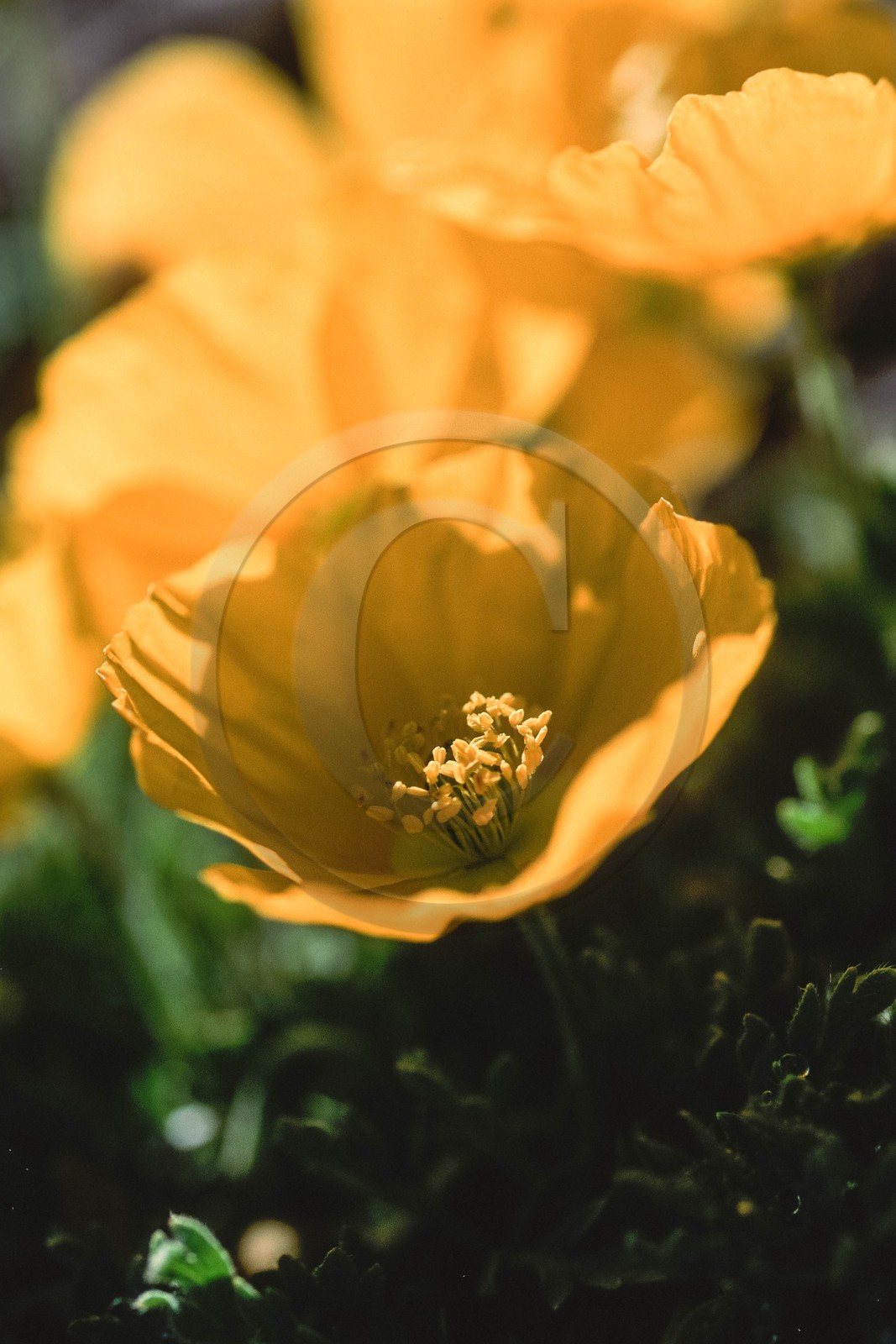 Pavot des Alpes Papaver alpinum