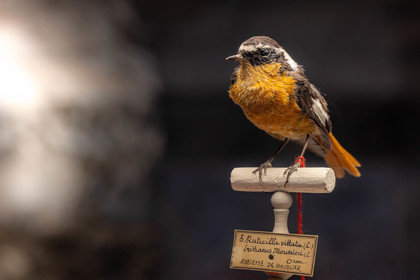Musée Muséum départemental des Hautes-Alpes, collections d’animaux naturalisés