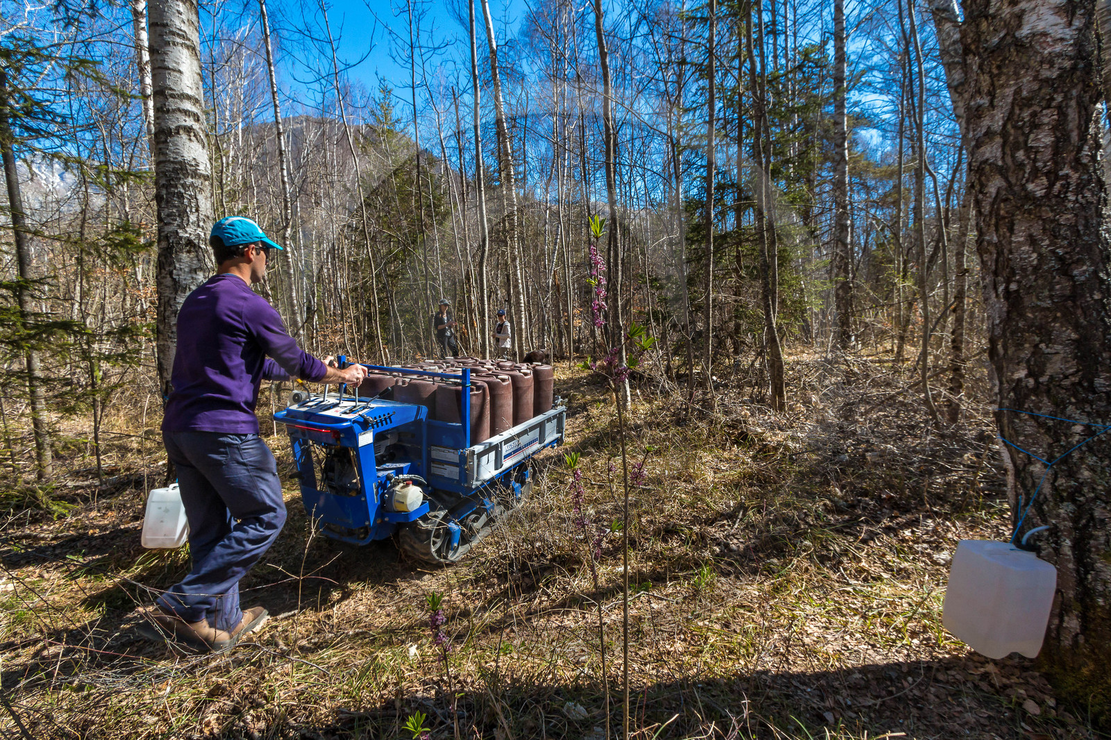 Récolte de sève de bouleau